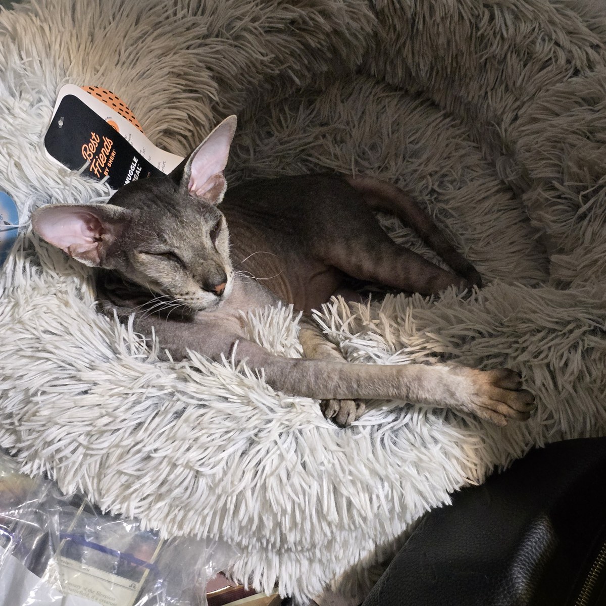 Test Spoiled Kitty